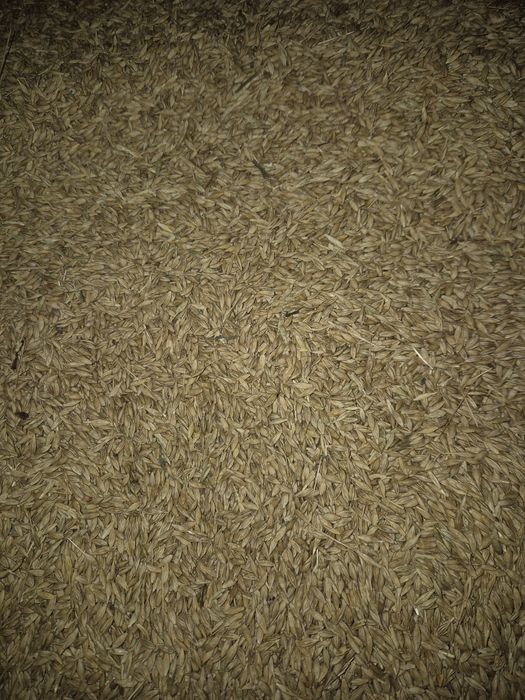 Продам ячмінь ярий