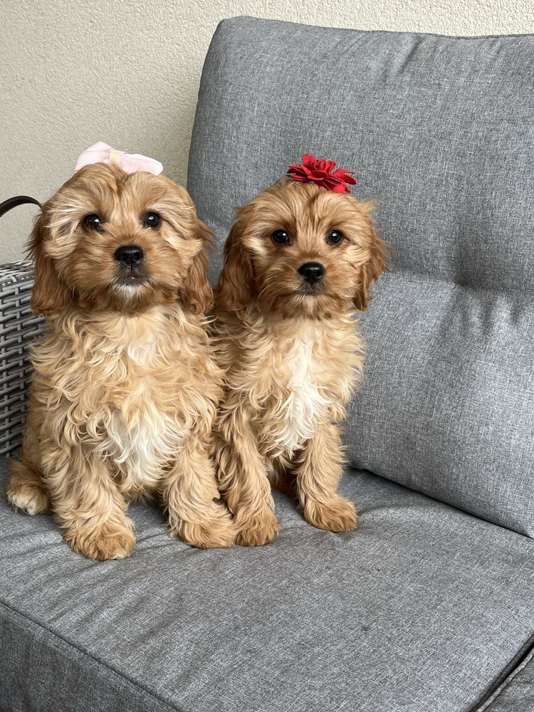 Cudowna suczka cavapoo gotowa do odbioru