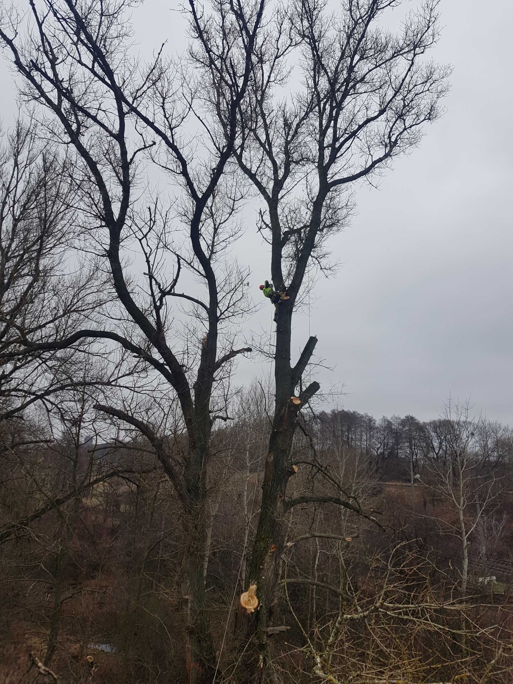 Wycinka drzew, rębak,  frezowanie pni,  mobilny trak, tartak