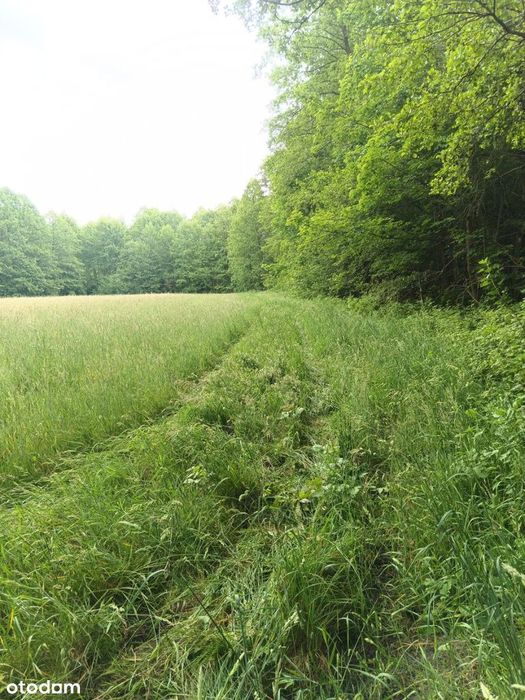 Działka rekreacyjna