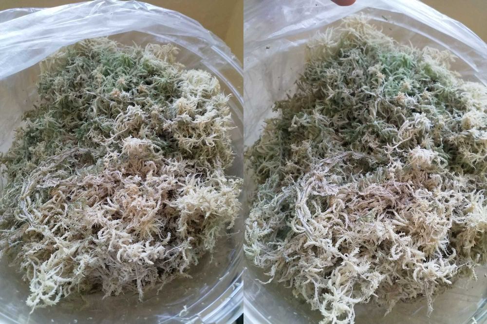 Мох Сфагнум Живой + бонус