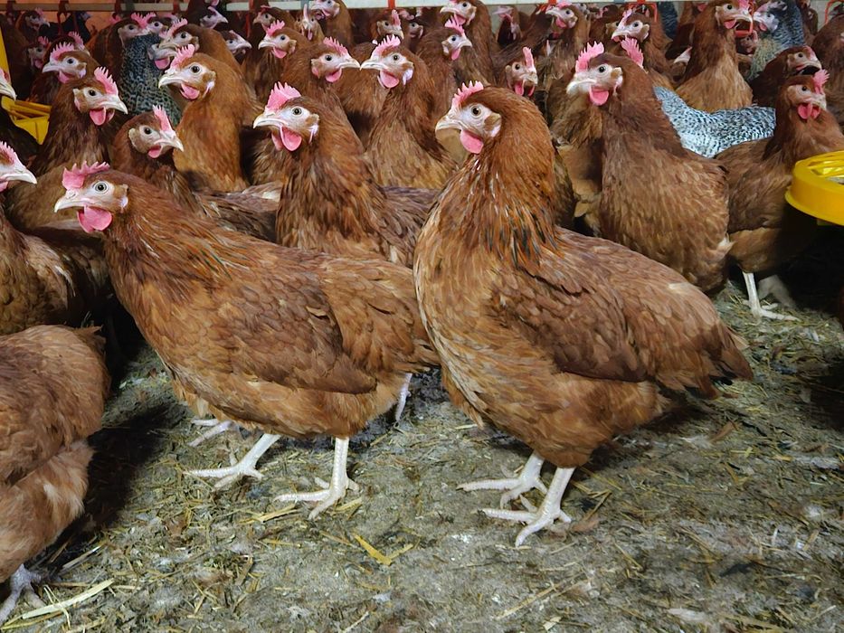 Kura nioski Rossa pod jajko