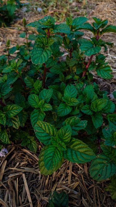 Мята перечная, Мята колосистая, Мята смородиновая, саженцы