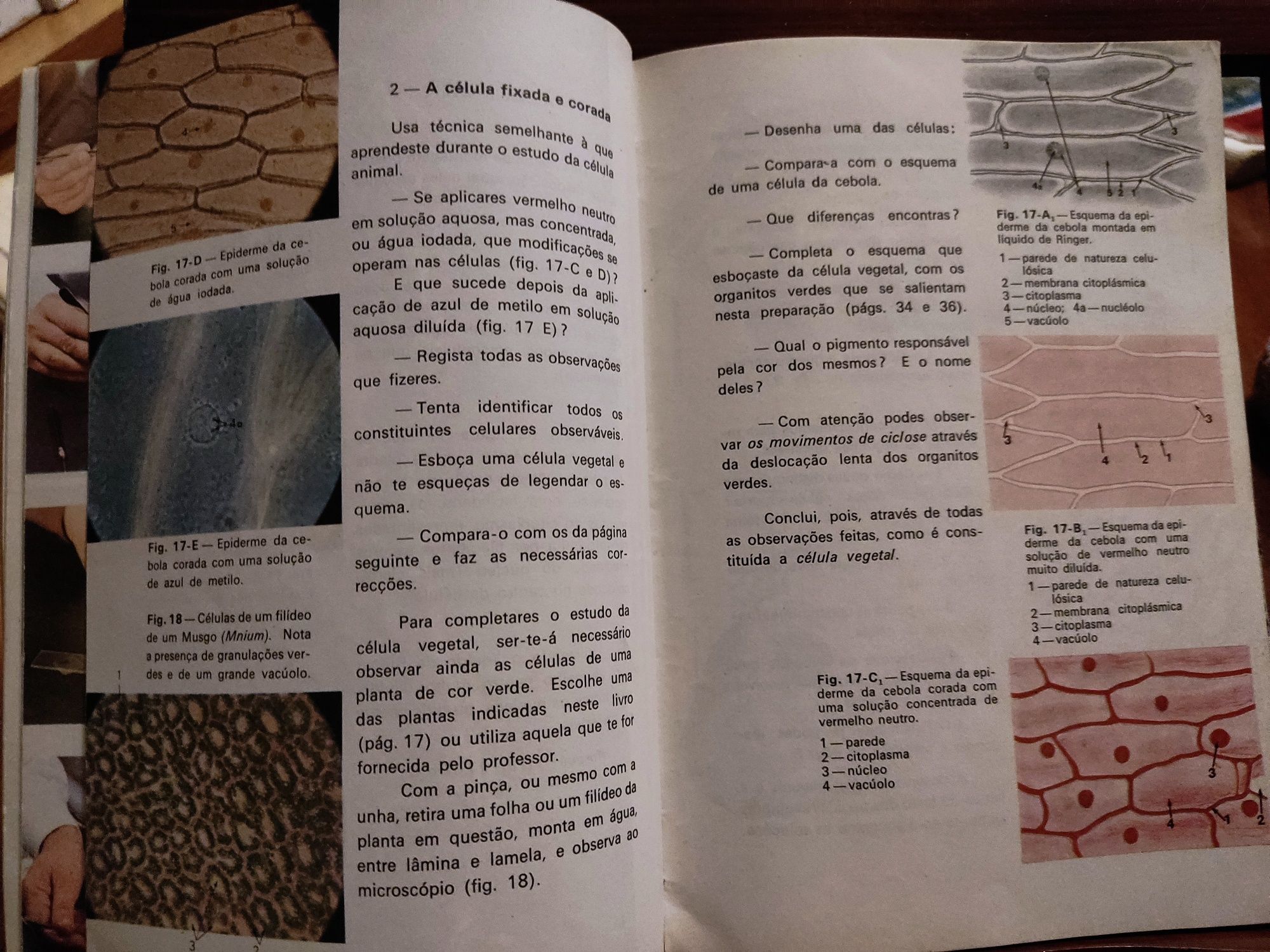 Livro Citologia década 70 vintage