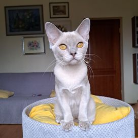 liliowa kotka burmska - kocięta burmańskie