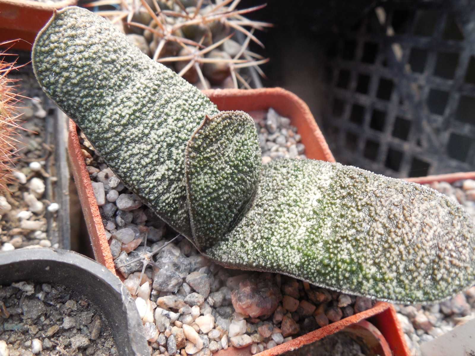 Gymnocalycium michoga