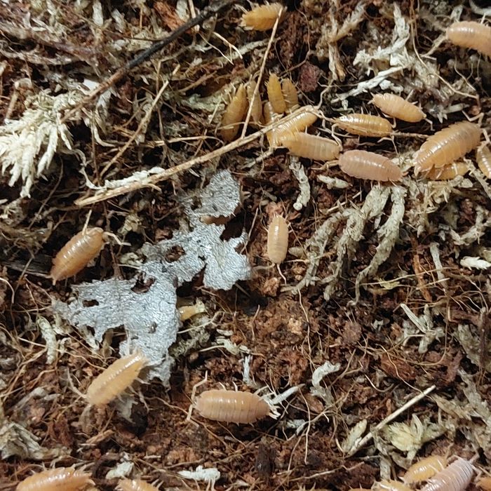 Isopody Porcellionodes pruinosus"Orange"