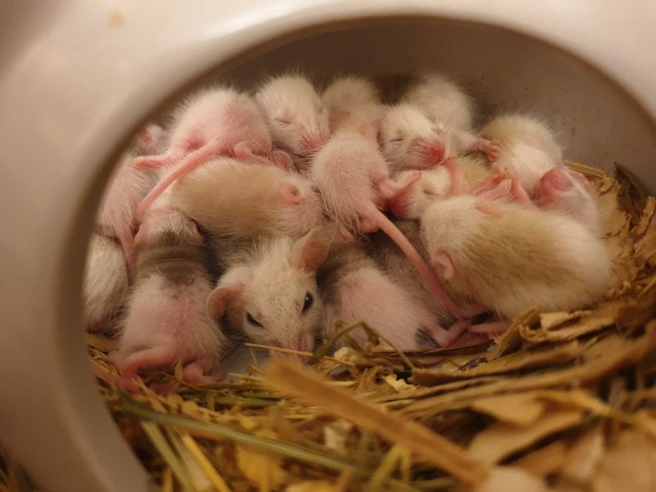 Мастомис, наталийская / натальская многососковая мышь