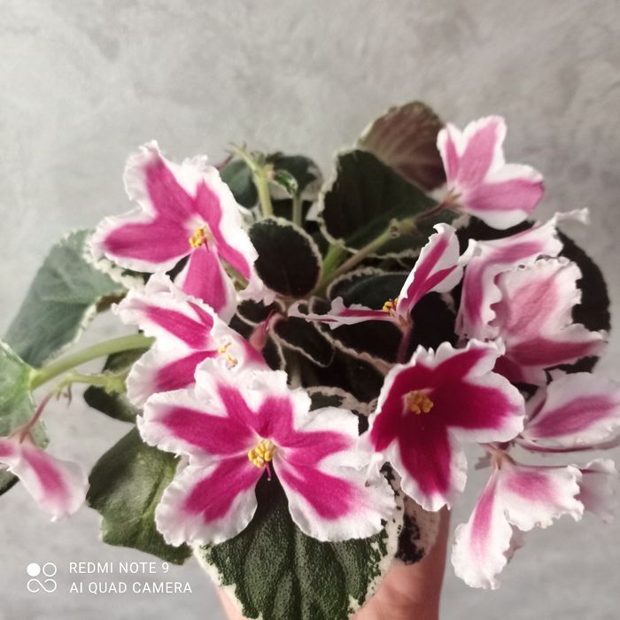 Фіалки квітучі дорослі