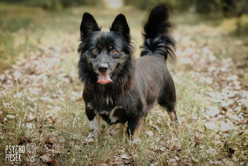 mały przyjazny pieseczek czeka na dom