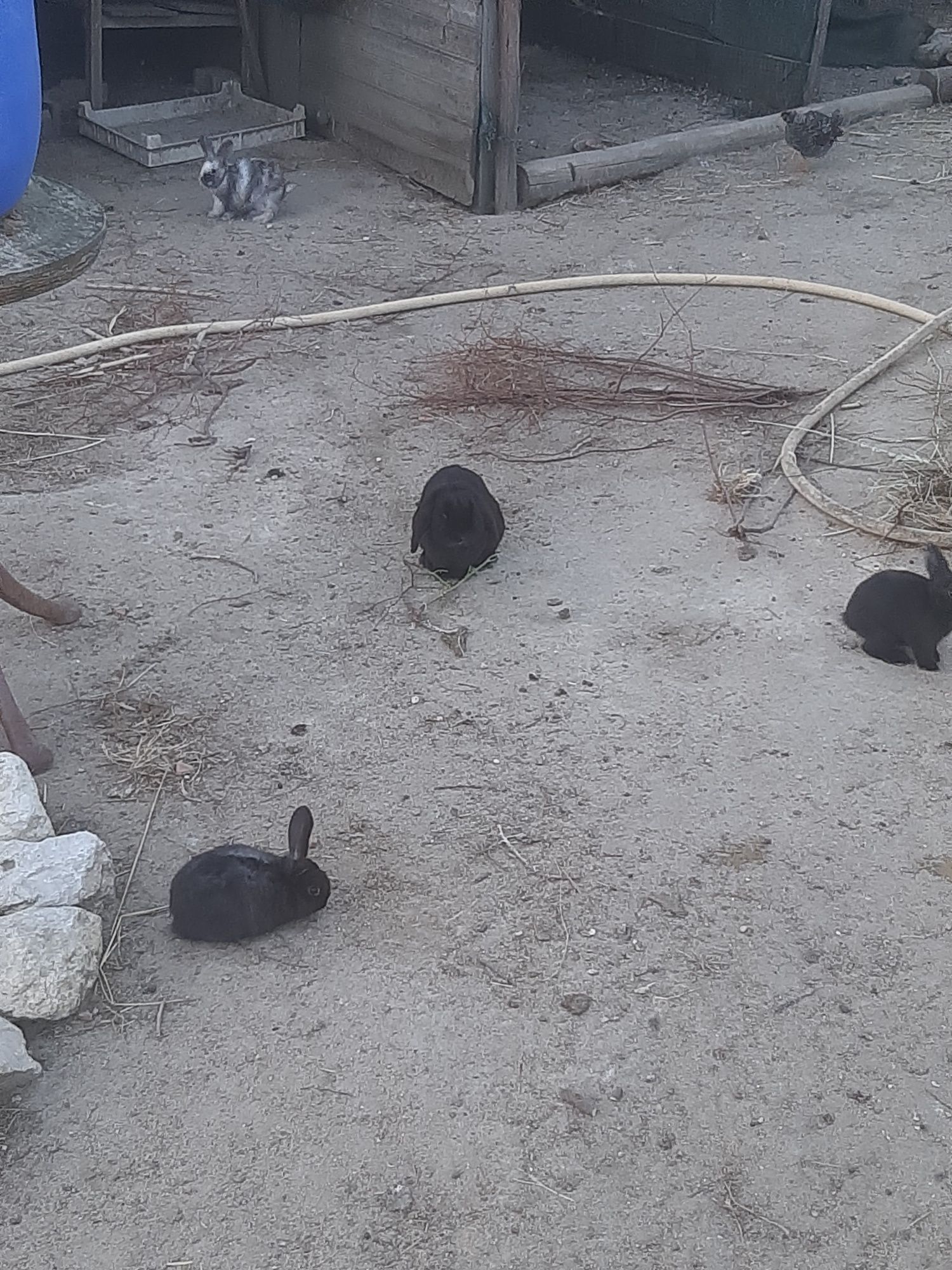 Coelhos de estimação