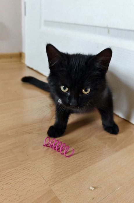 4 miesięczna koteczka szuka domu