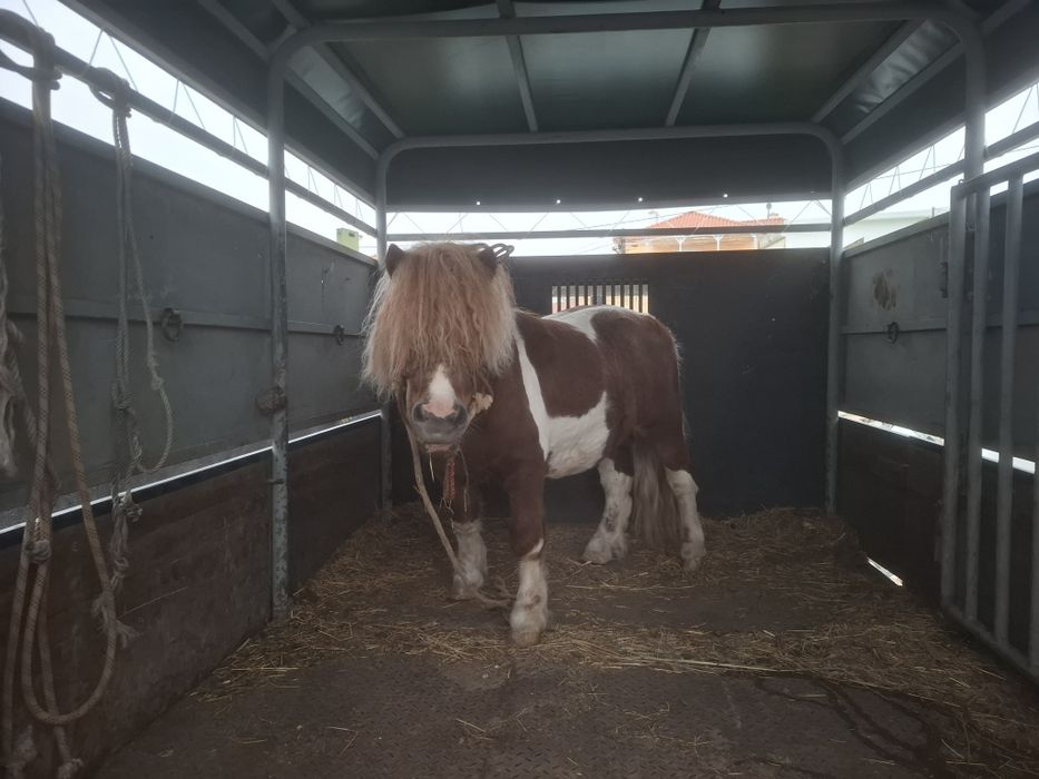 Lindo pónei shetland