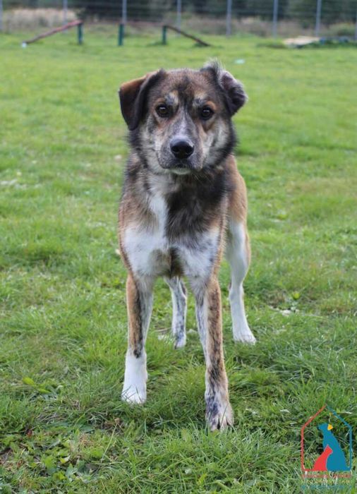 Młody piesek Nares szuka domu!