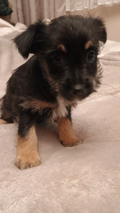 Szczenięta szukają domu