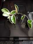 Hoya hoja Krimson Queen