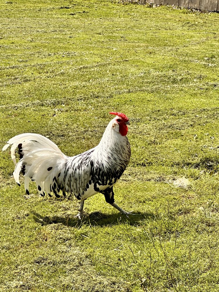 Kogutki hamburgi mlode kury