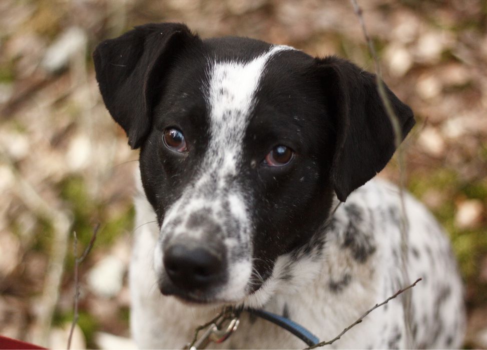 Łaciaty gentelmen czyli Ambaras czeka na dom