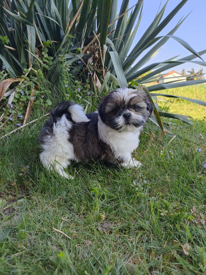 Shih-Tzu Szczenięta.  Ślicznie Odchowany Piesek.