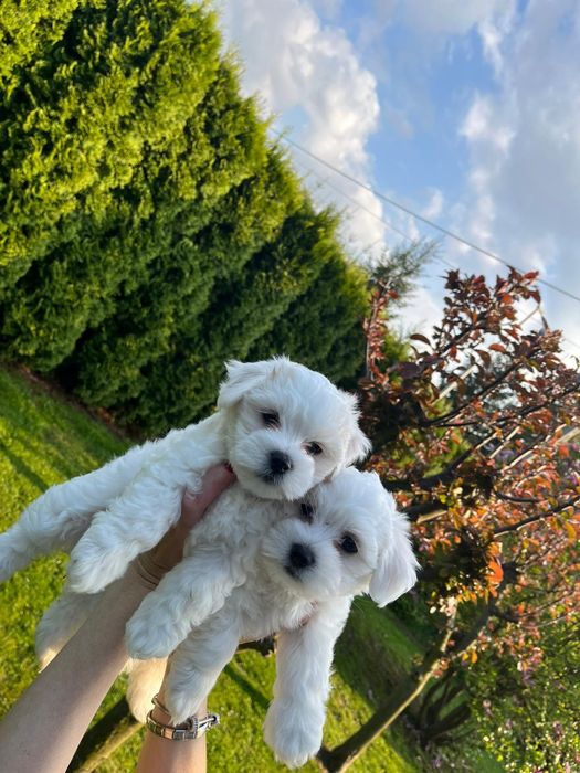 Śliczna suczka Maltańczyk !!