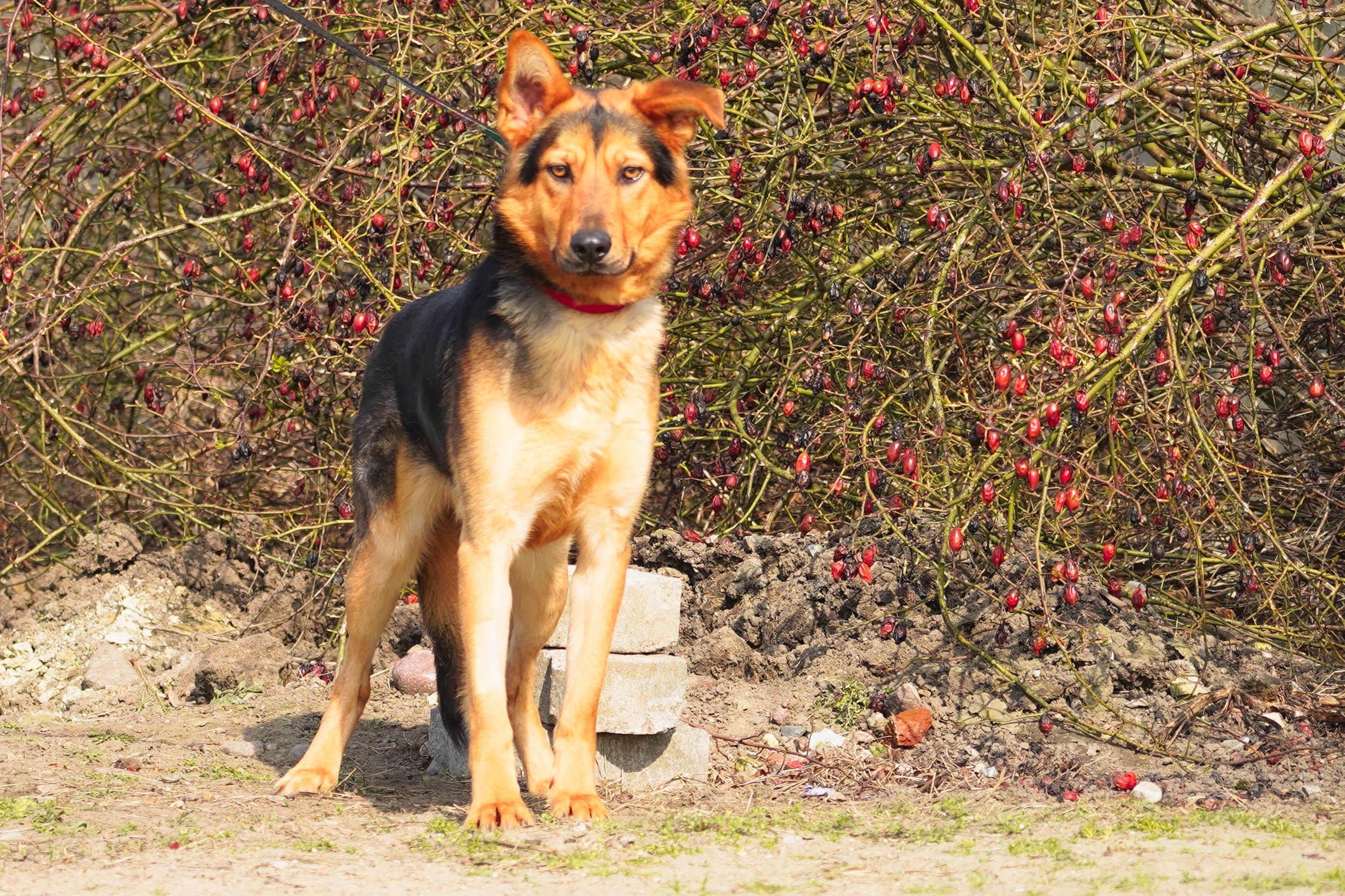 Bark młody super psiak czeka na dom