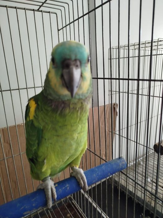 Amazona aestiva xanthopterys