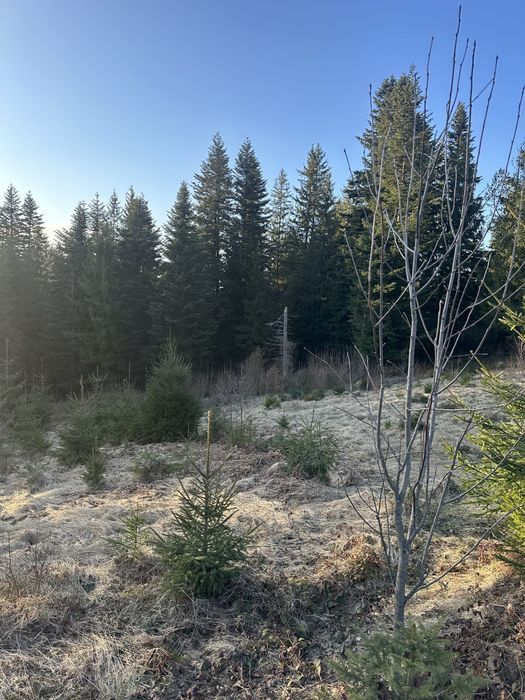 Земля Карпати микуличин