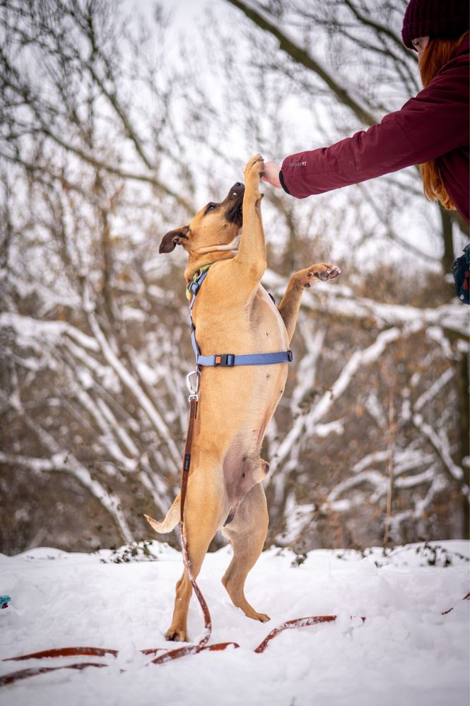 Aktywny amstaff szuka swojego czlwieka. Adopcja psa.