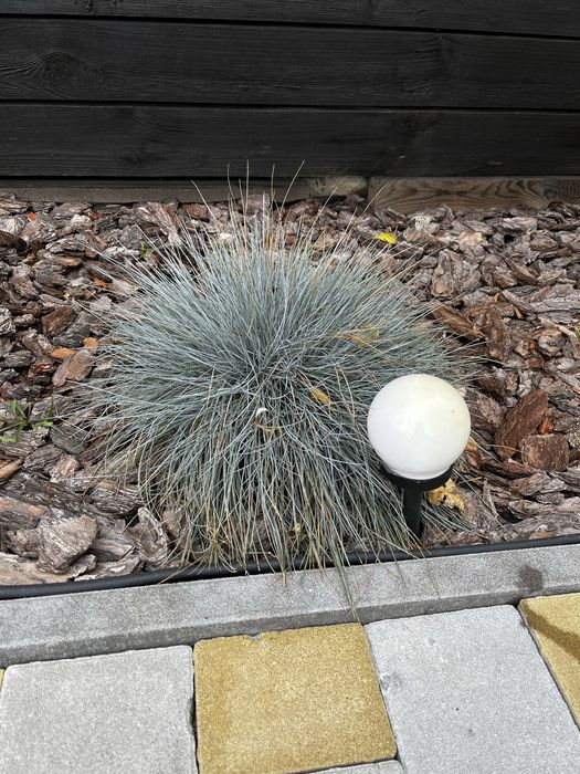 Овсянница сизая / голуьая