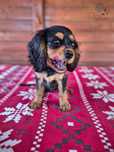 Szczenię Cavalier King Charles Spaniel