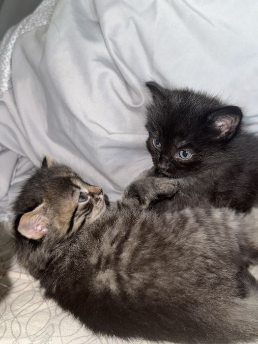 Віддам кошенят в люблячі руки