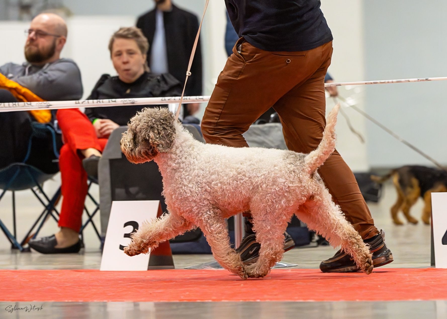 Lagotto Romagnolo
