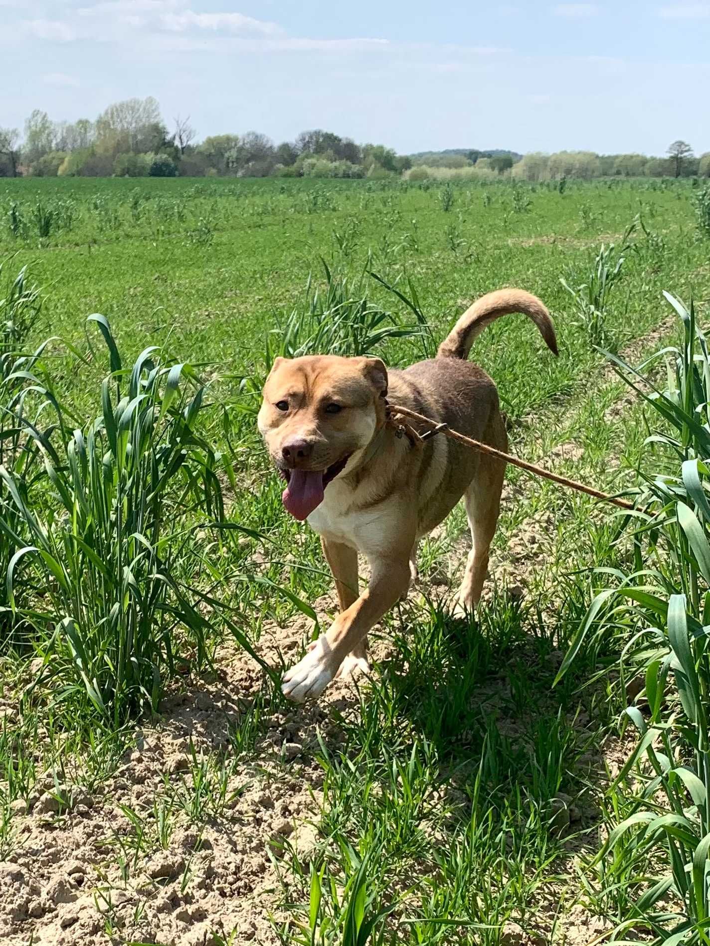 Frodo do adopcji ze schroniska