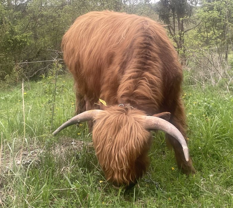 Byk highland Górska Szkocka Krowa