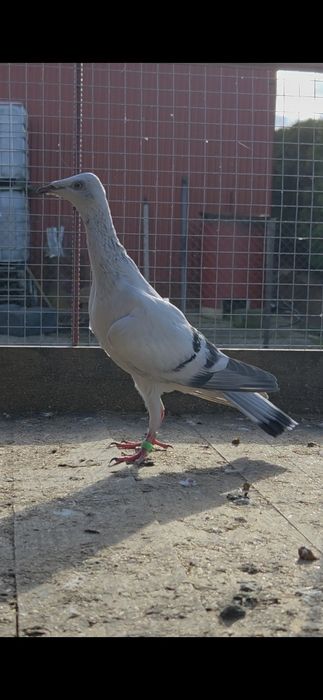 Srebrniak szaroloty samica samice 2025