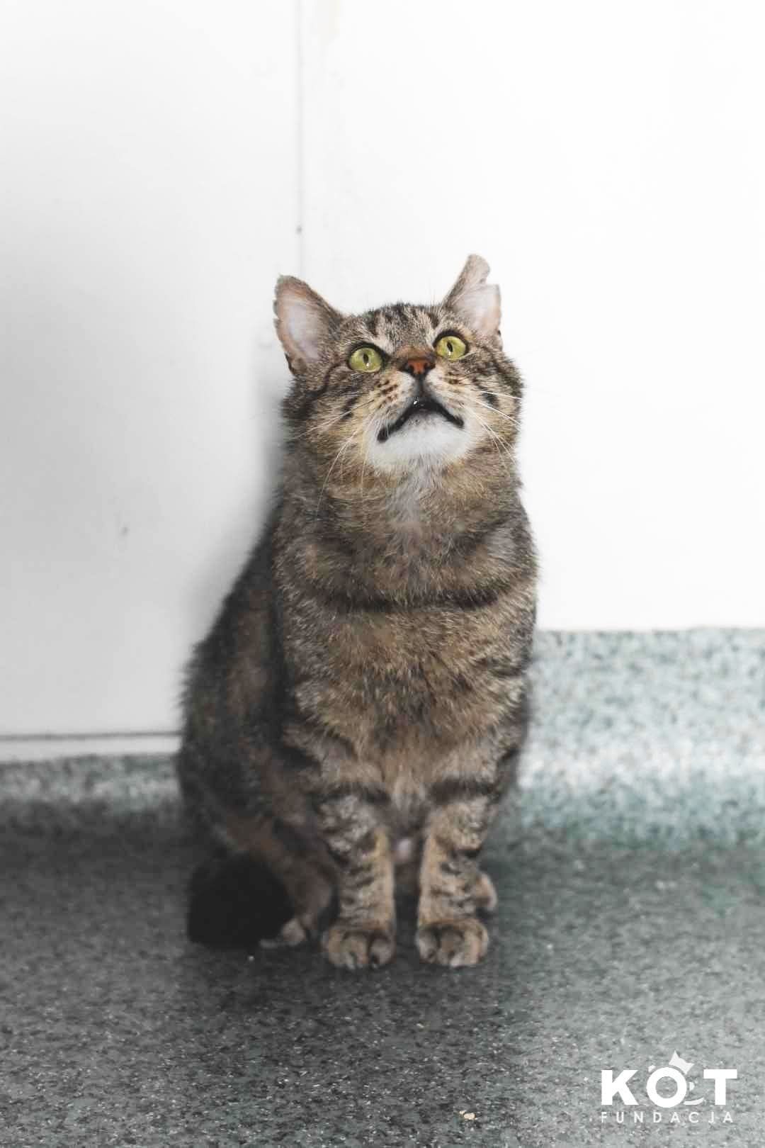 He-Man do adopcji