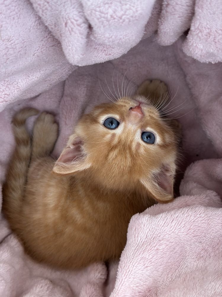 Cudne kocięta do adopcji koty do adopcji
