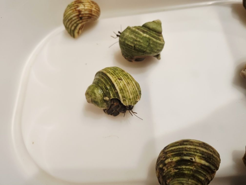 Krab pustelnik ceneobita rugosus
