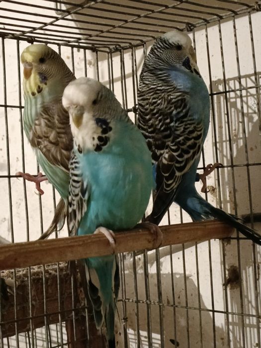 3 fêmeas piriquitos ingles