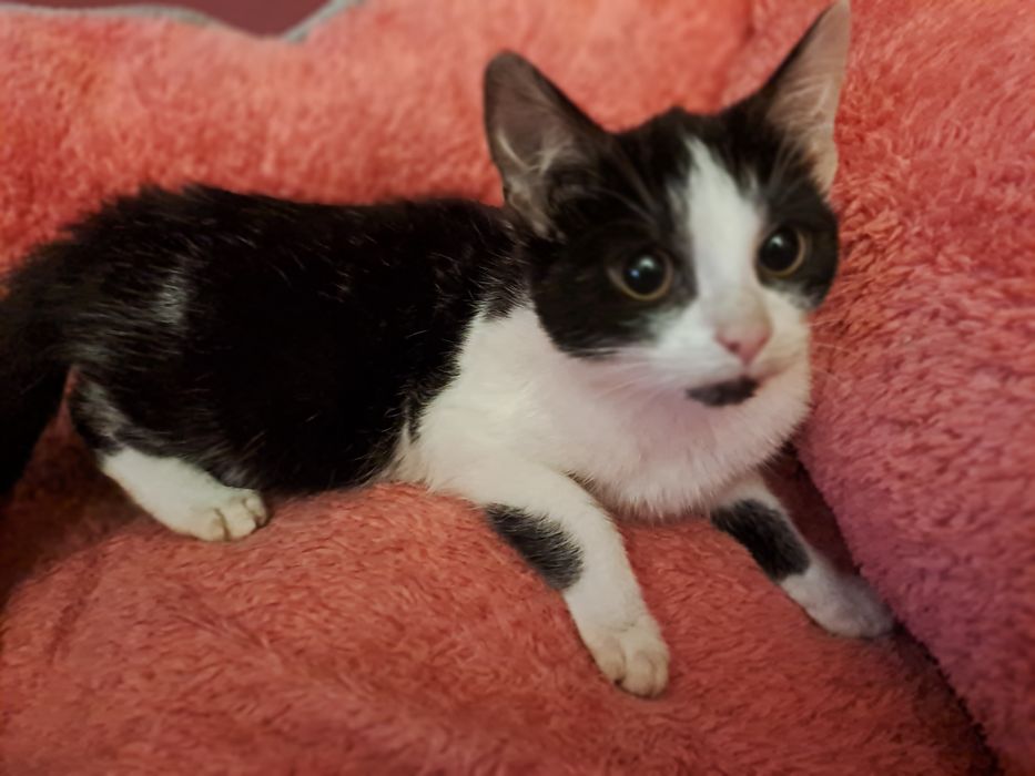 Kocia dama z ulicy szuka domku. Uwielbia mizianie i zabawy