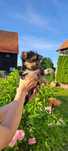 Yorkshire Terrier York Miniaturka Piękna suczka