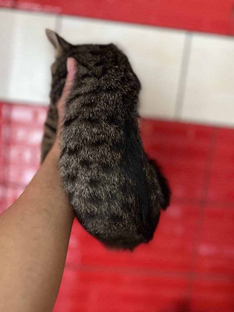 Кошеня 2,5 міс пацан