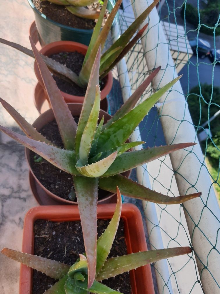 Aloe veras medicinais