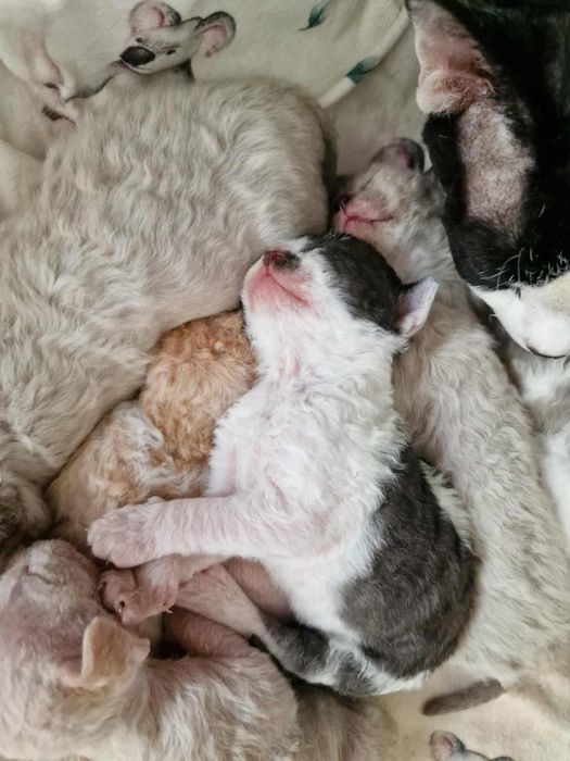 Kociaki rasy Devon Rex