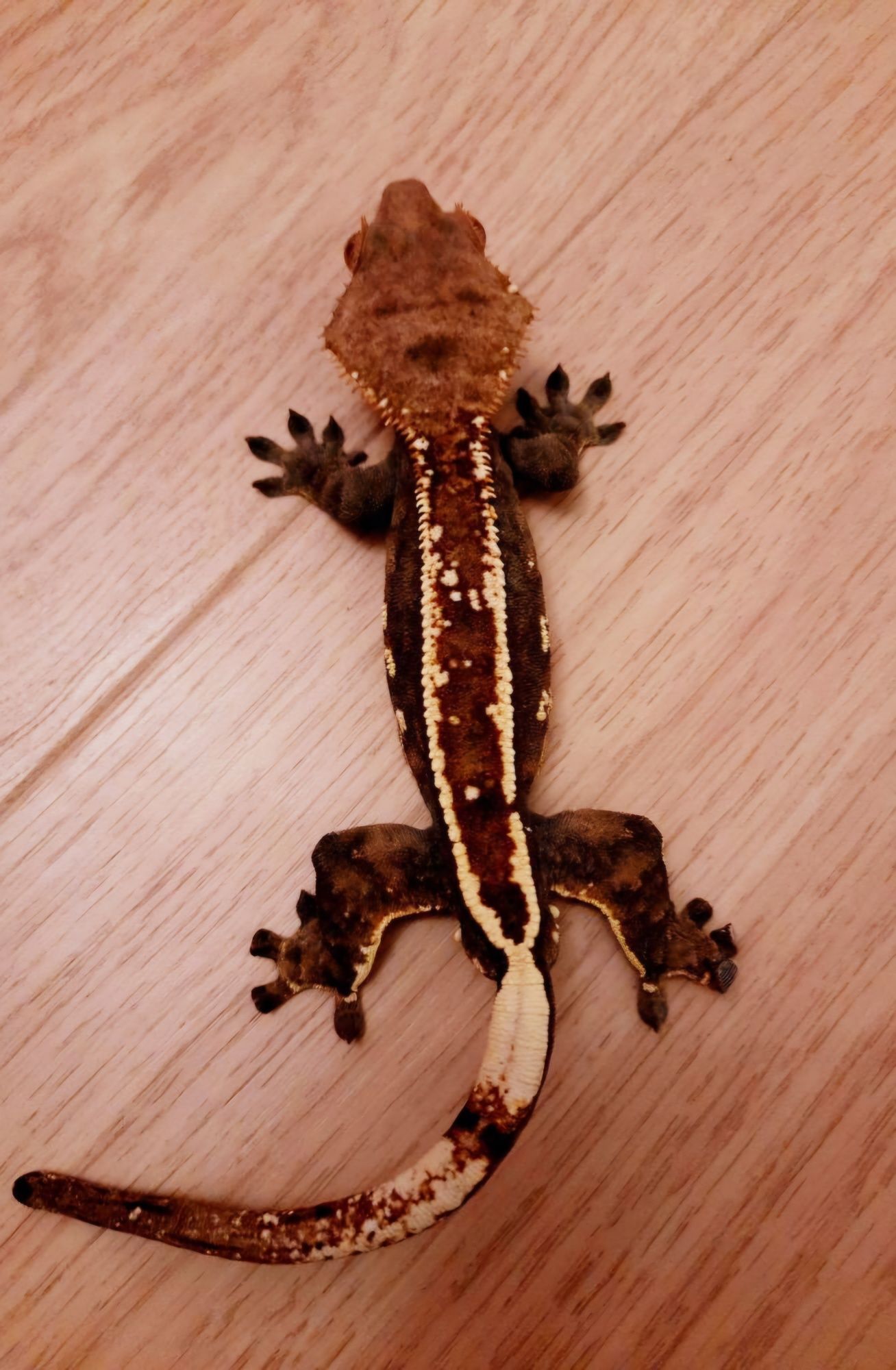 Terrarium tropikalne