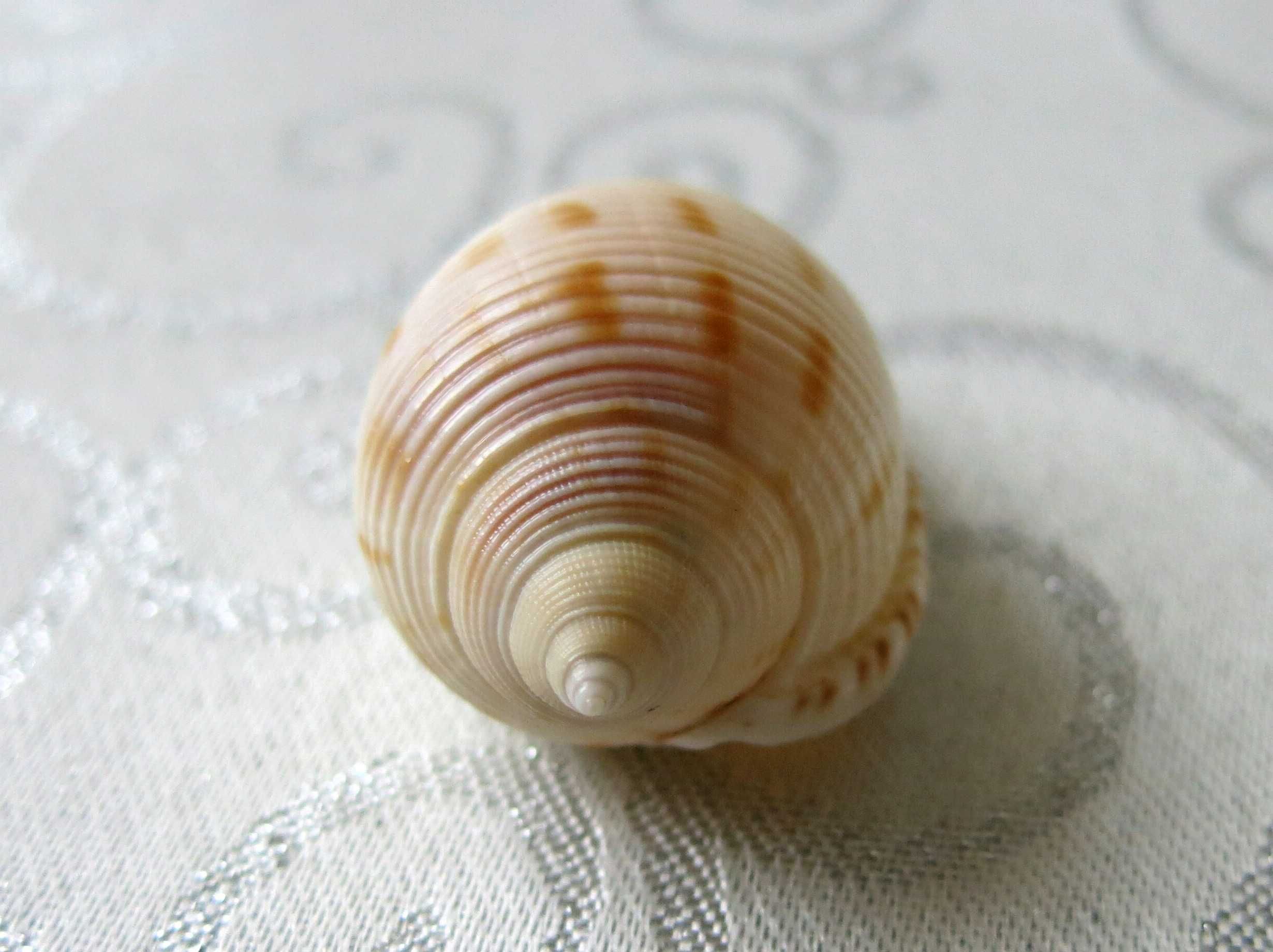 Muszla morska - Semicassis japonica / 50 mm