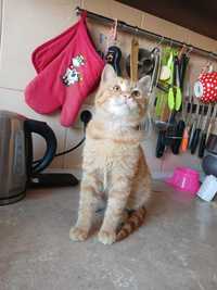 Рыжий котенок с оранжевыми глазами, ласковый и милый