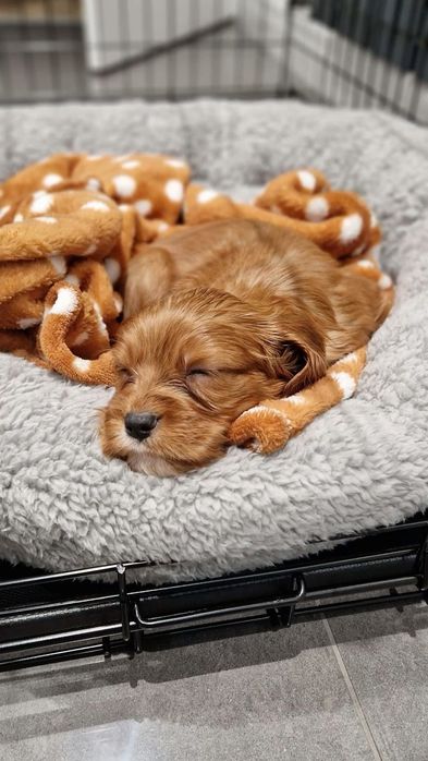 Кокер-спаніель дівчинка рудого окрасу, соціалізована й лагідна