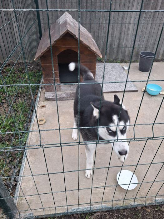 Хаскі у добрі руки