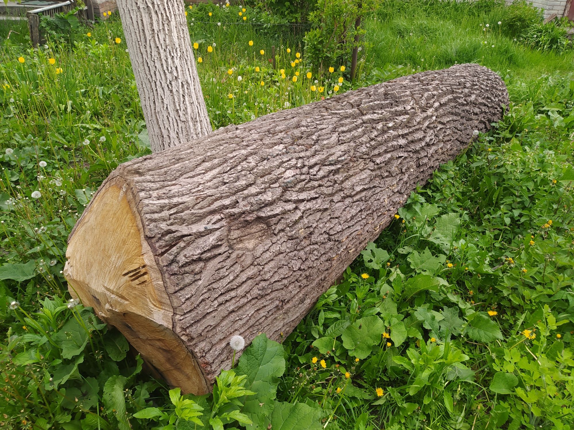 Дубова Колода 4м
